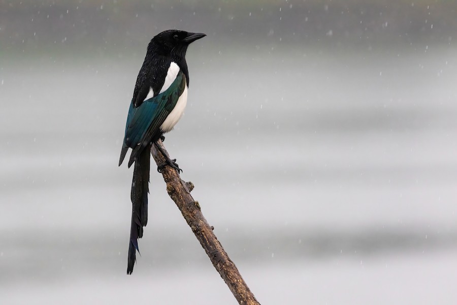 Eurasian Magpie (Eurasian) - eBird