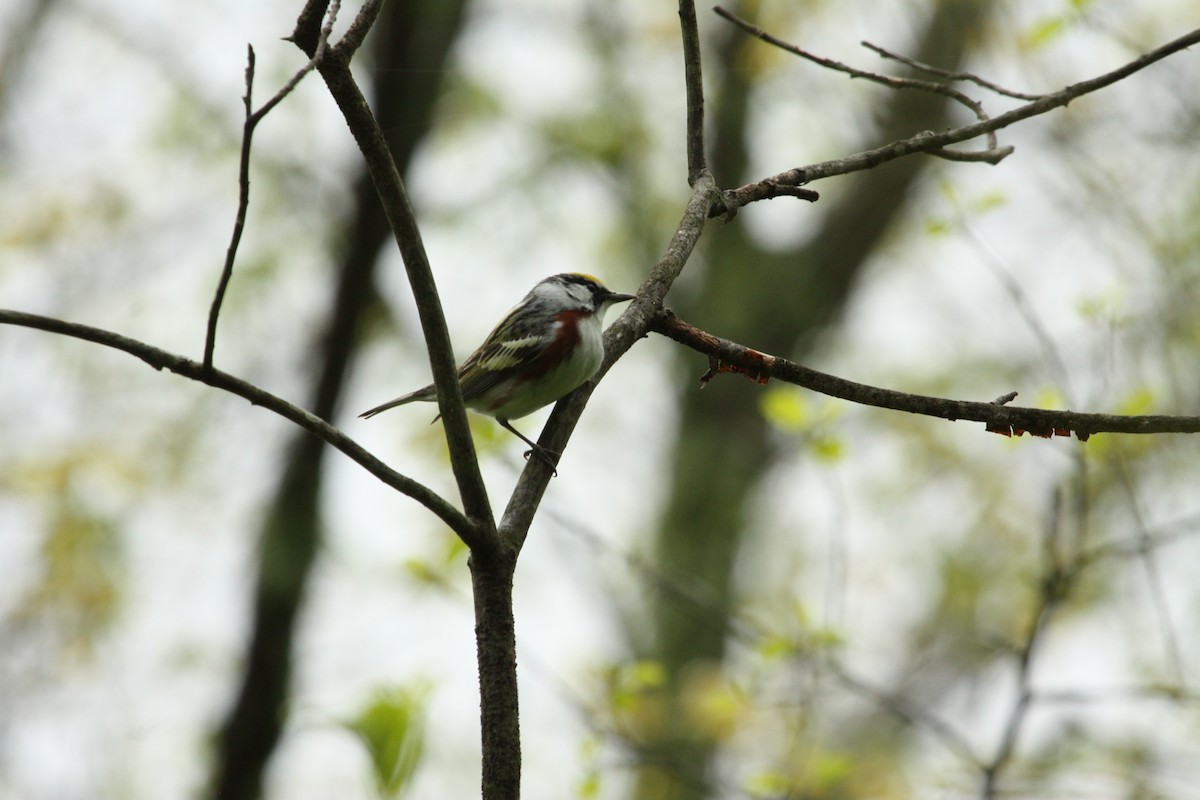 Chestnut-sided Warbler - Will Sweet