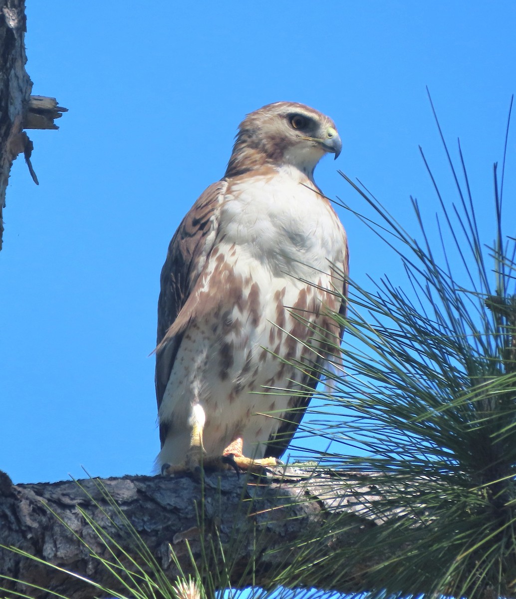 Red-tailed Hawk - ML430231321