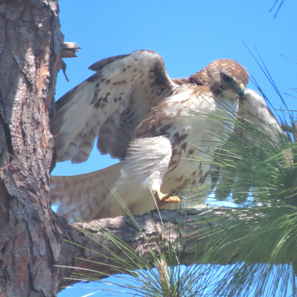 Red-tailed Hawk - ML430231331