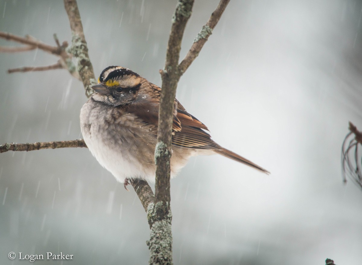 White-throated Sparrow - ML43024321