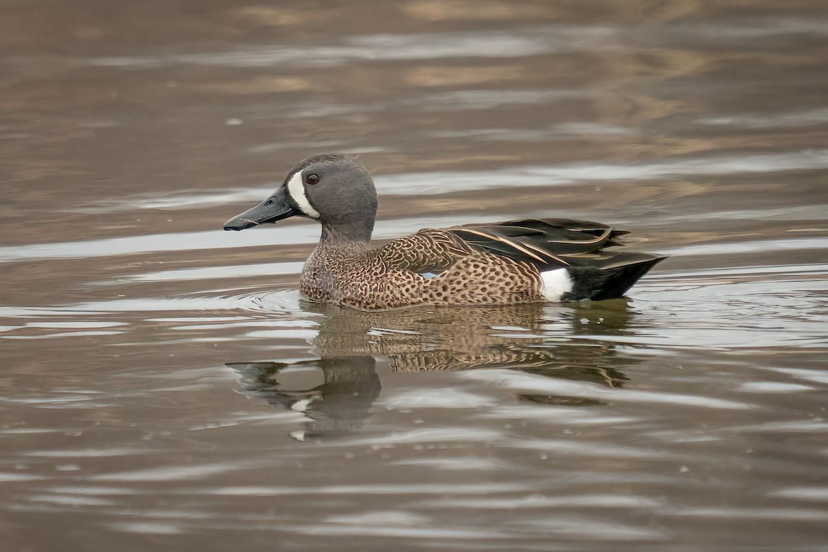 Blue-winged Teal - ML430246661