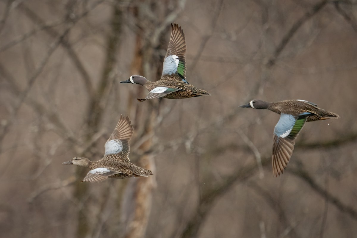Blue-winged Teal - ML430246681