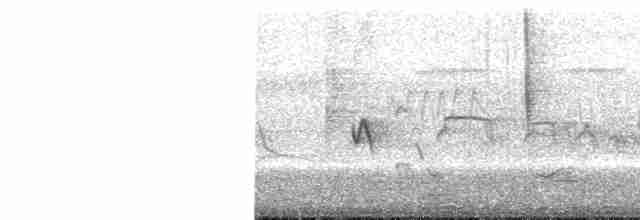 Conirostre oreillard - ML430246871