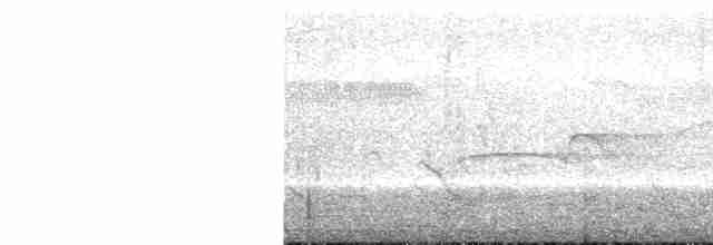 Conirostre oreillard - ML430246891