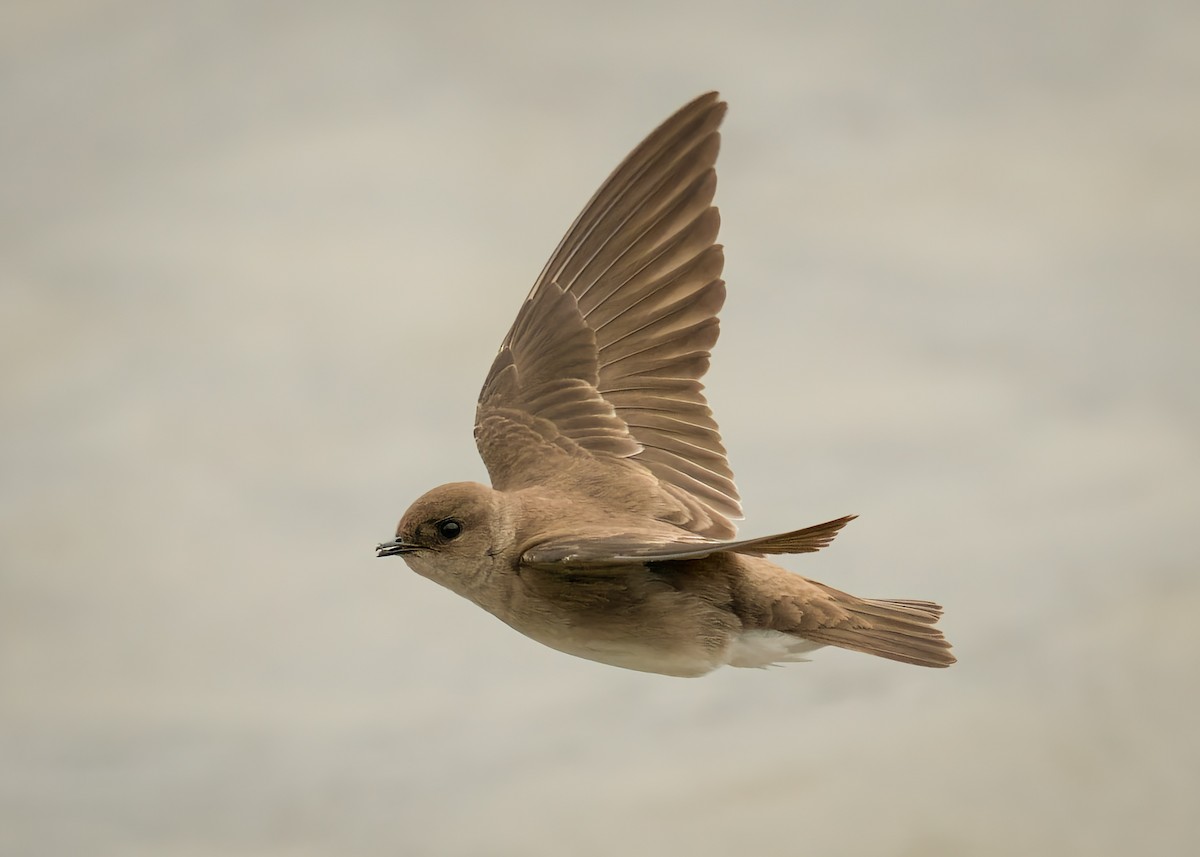 Northern Rough-winged Swallow - ML430247411