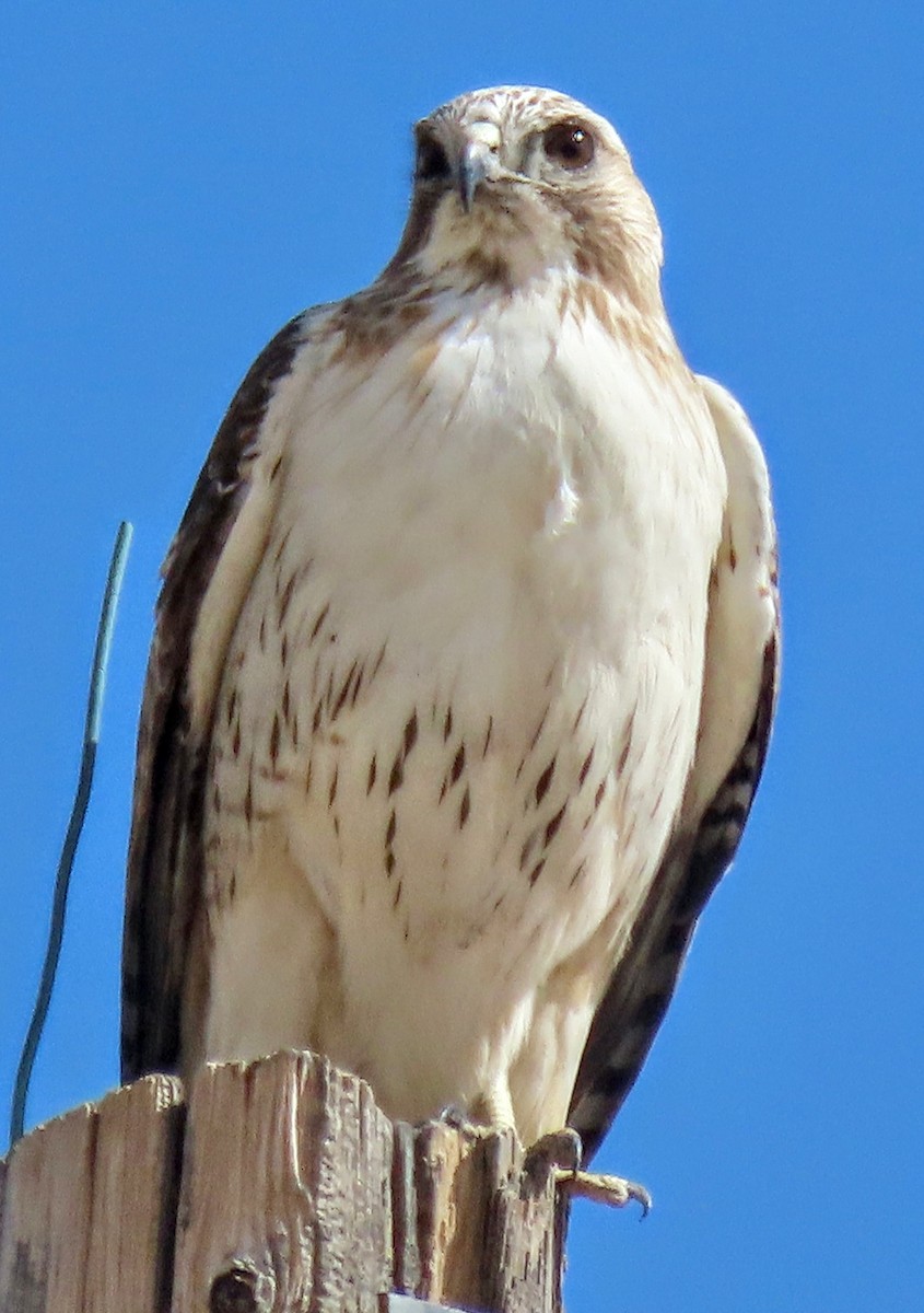 Red-tailed Hawk - ML430253571