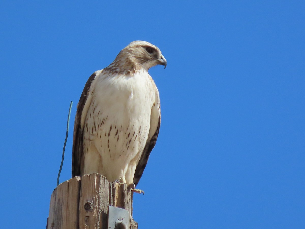 Red-tailed Hawk - ML430253711