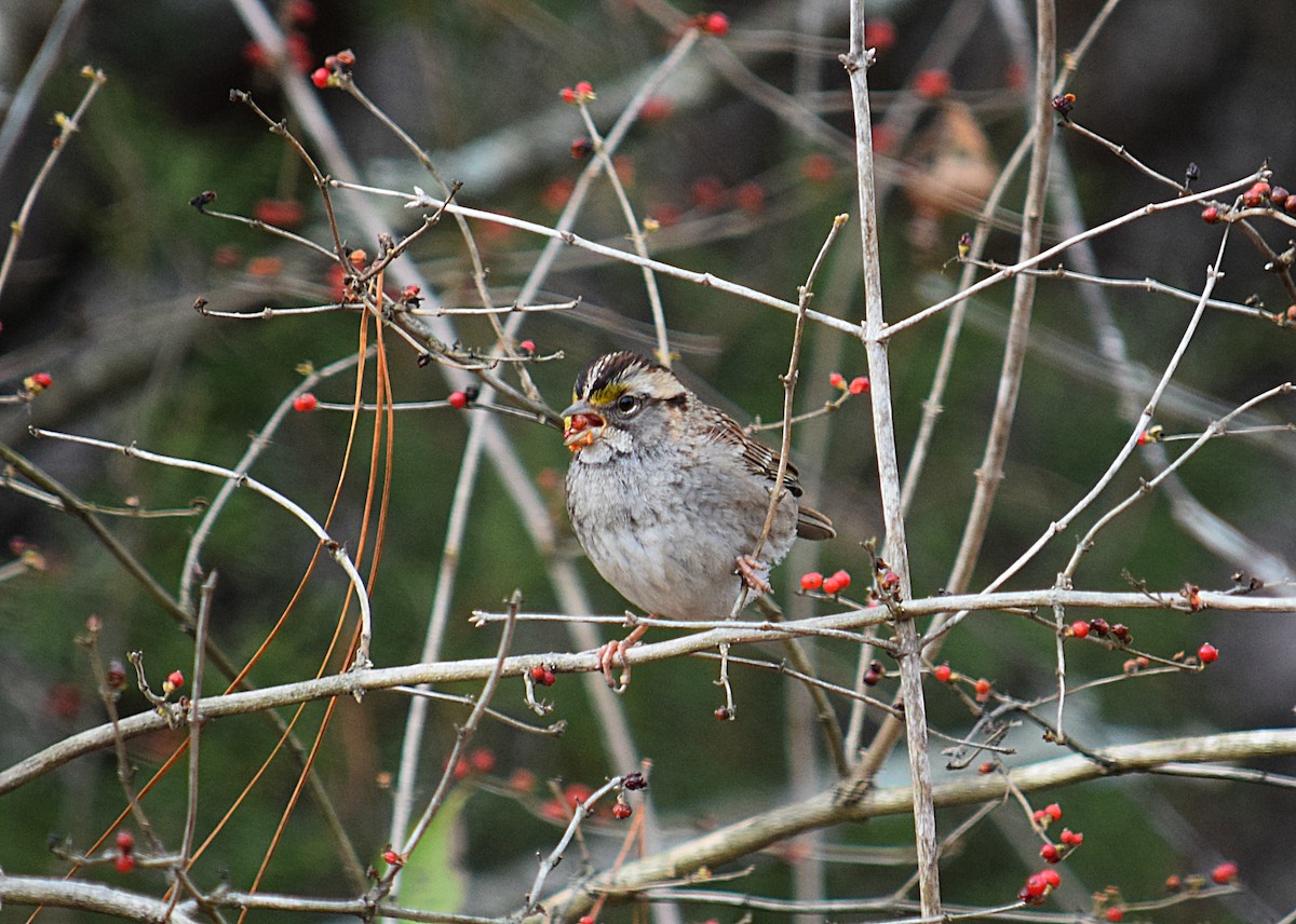 White-throated Sparrow - Hugh Barger