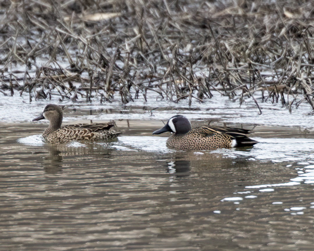 Blue-winged Teal - ML430260021