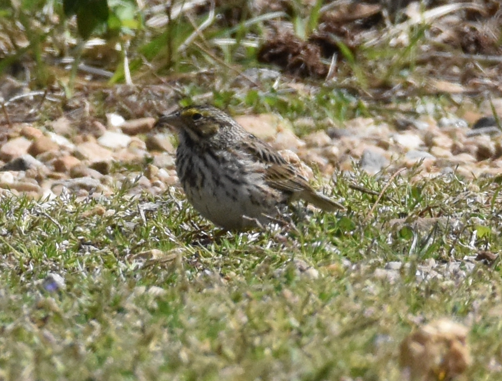 Savannah Sparrow - ML430261781