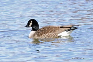 Cackling Goose, ML430266411