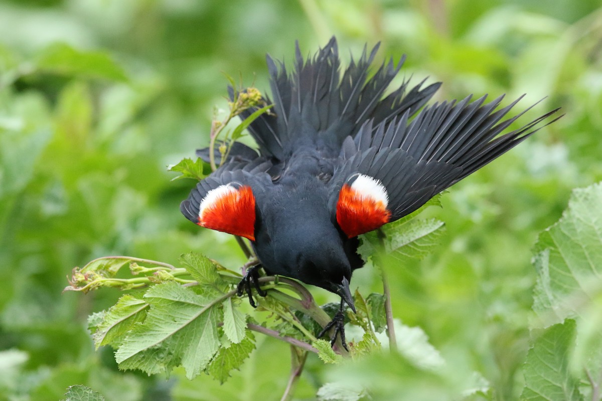 Tricolored Blackbird - ML430266571