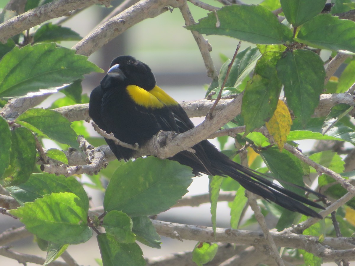 Yellow-mantled Widowbird - Alexis Lamek