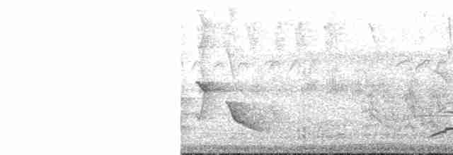 holub bledočelý - ML430276451
