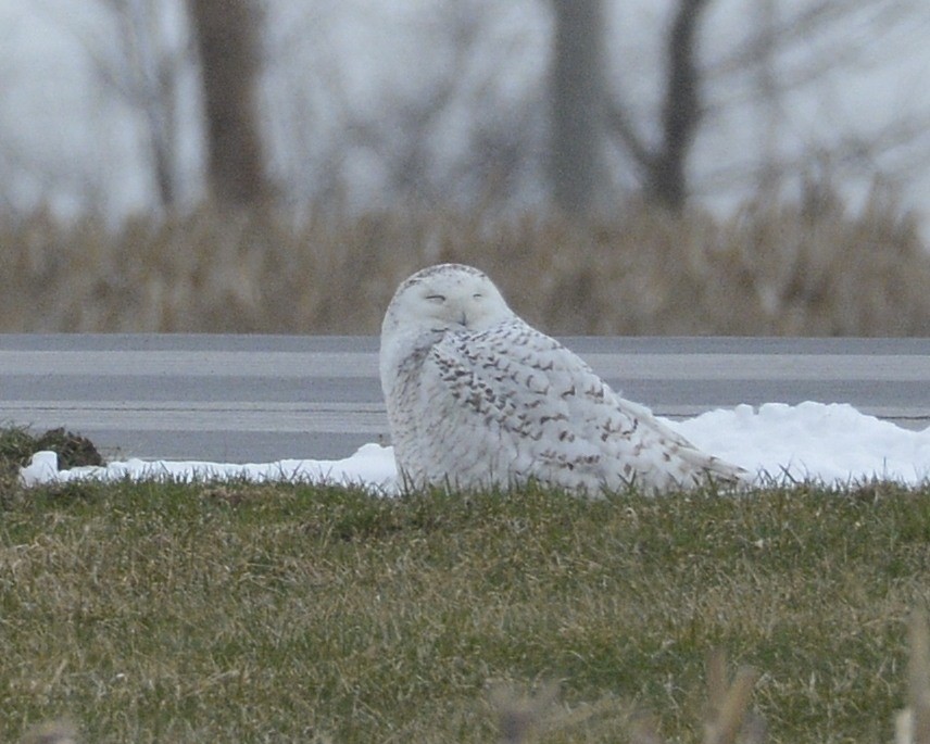 Snowy Owl - ML430277151
