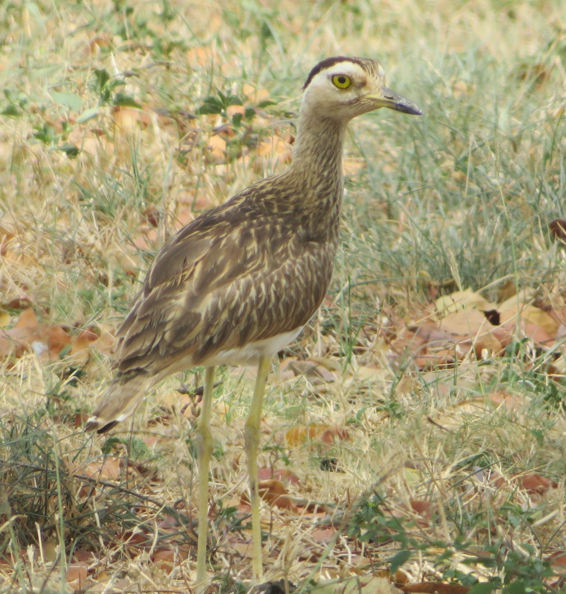 Double-striped Thick-knee - ML430285861
