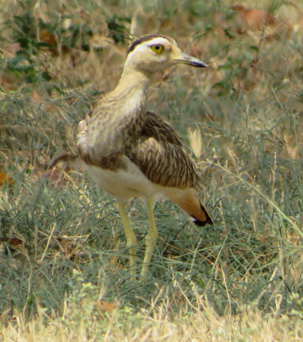 Double-striped Thick-knee - ML430287331