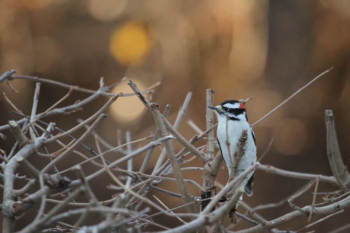 Downy Woodpecker - Will Sweet