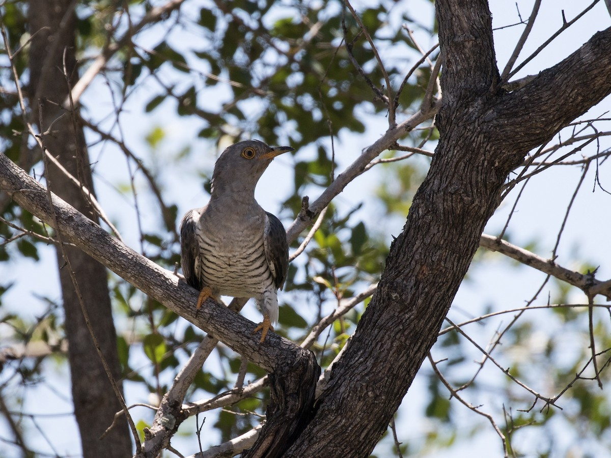 African Cuckoo - ML430305221