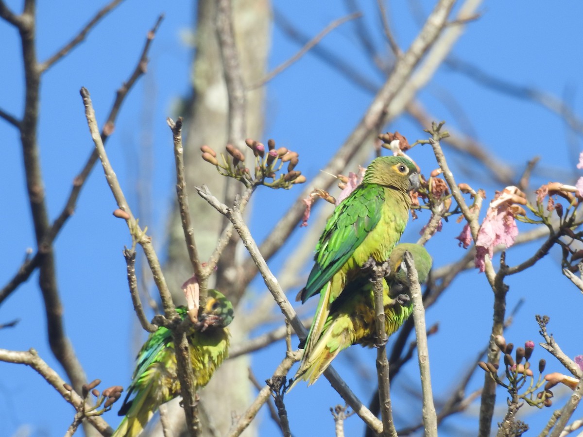 Brown-throated Parakeet (Veraguas) - Robert Lambeck