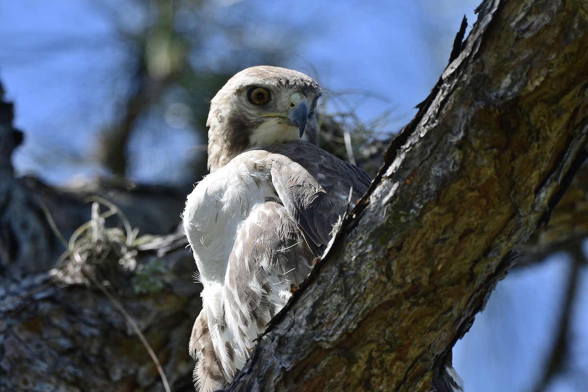 Red-tailed Hawk - ML430311311