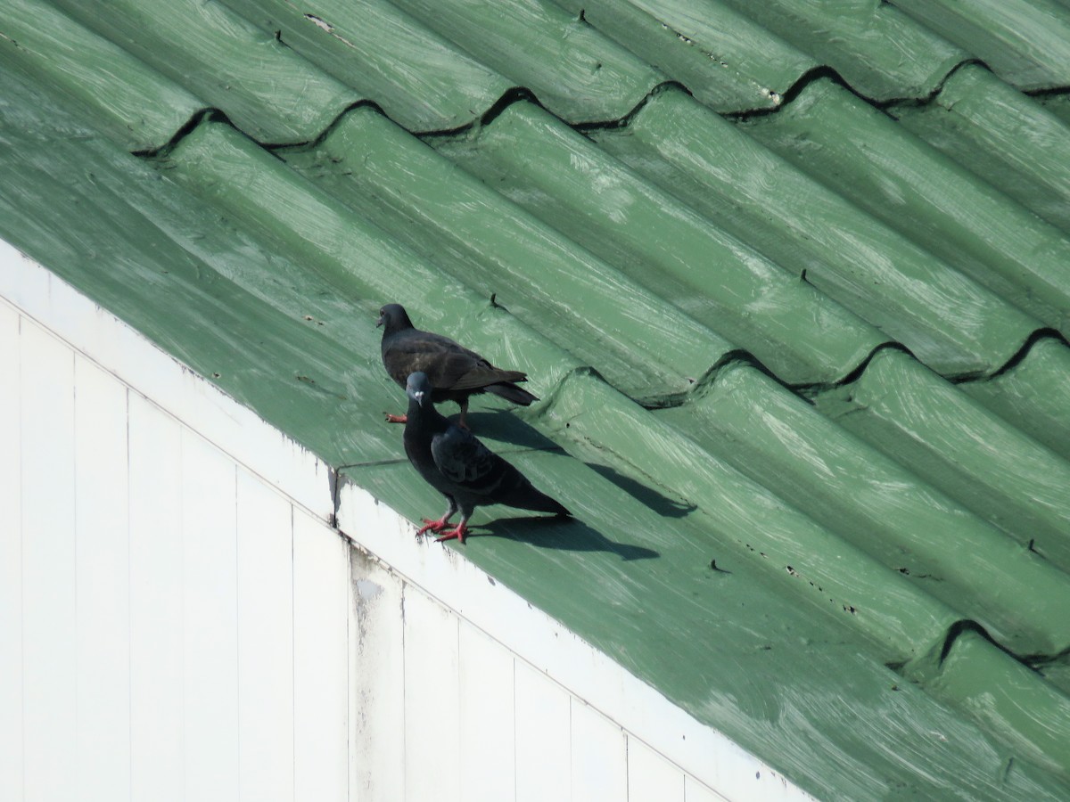 Rock Pigeon (Feral Pigeon) - ML43031171