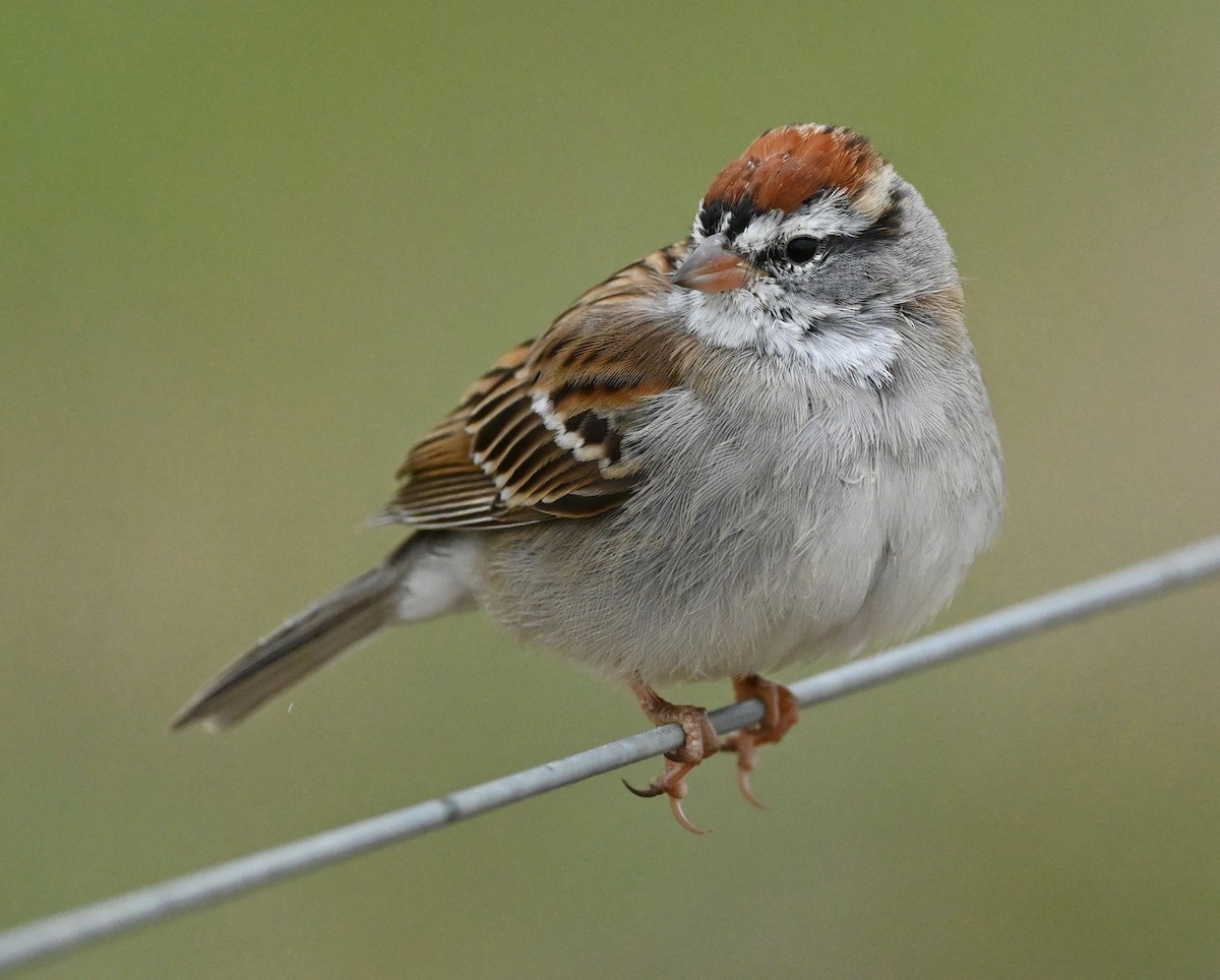 Chipping Sparrow - ML430311791
