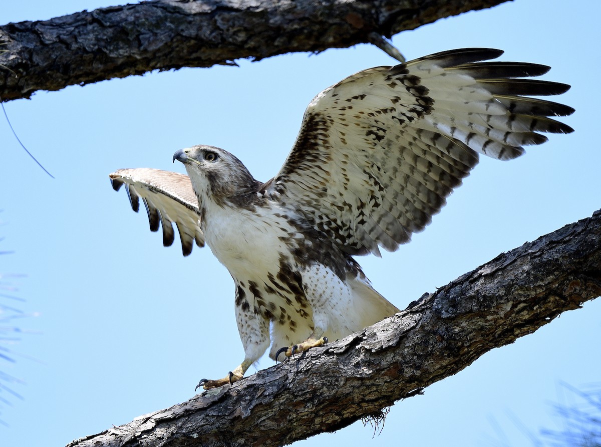 Red-tailed Hawk - ML430312091