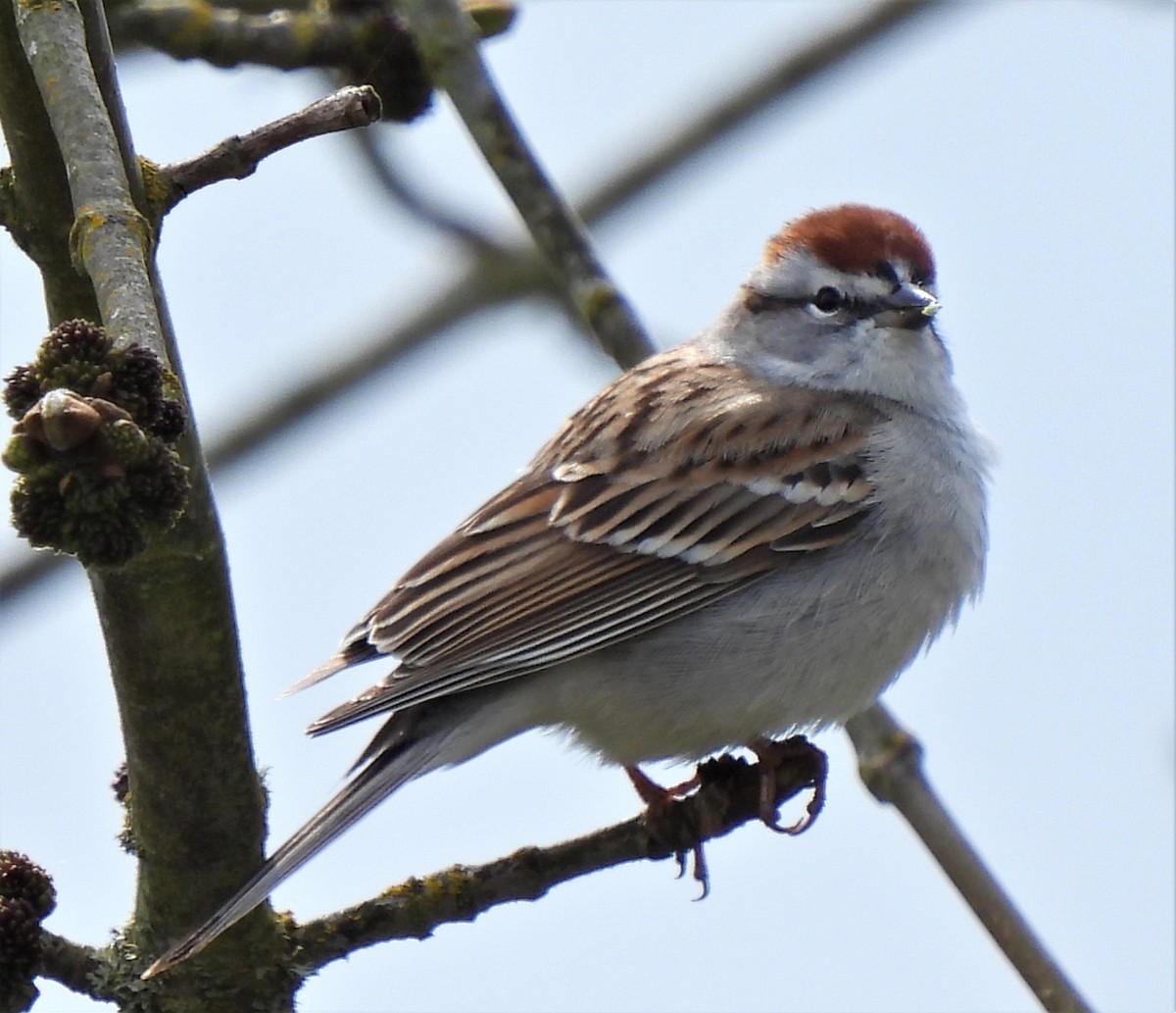 Chipping Sparrow - ML430314571