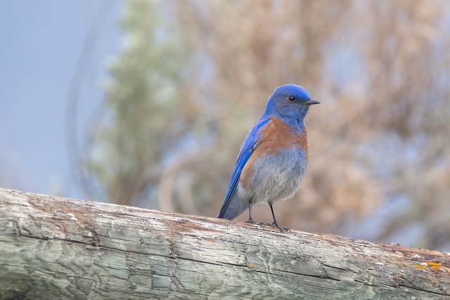 Western Bluebird at White Lake, Okanagan Falls by Chris McDonald