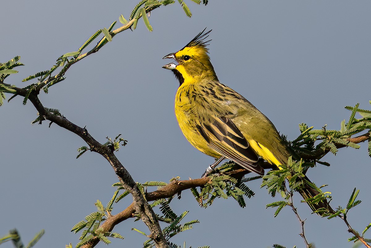 Yellow Cardinal - Ralph Hatt