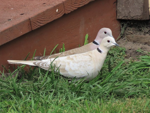 Leucistic Eurasian Collared-Dove - Eurasian Collared-Dove - 