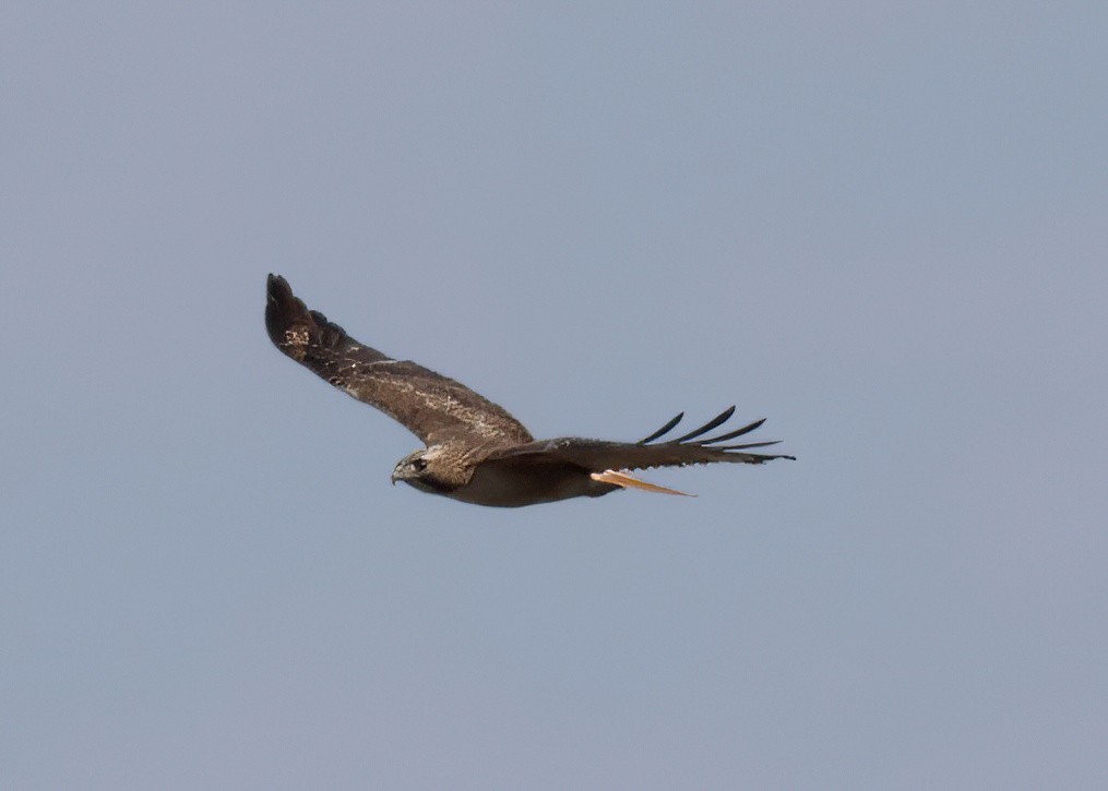Red-tailed Hawk (fuertesi) - ML430318861