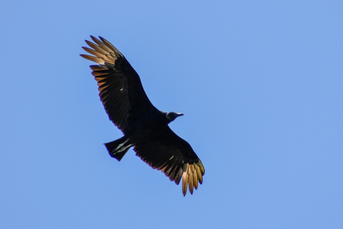 Black Vulture - Eric Konkol