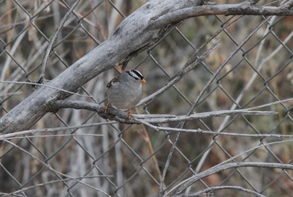 White-crowned Sparrow - ML430321521
