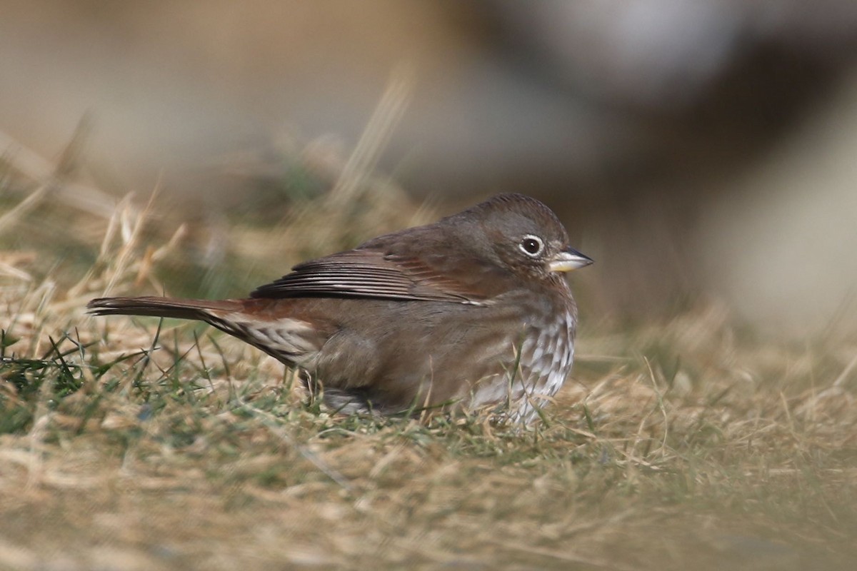 Fox Sparrow (Sooty) - Alvan Buckley