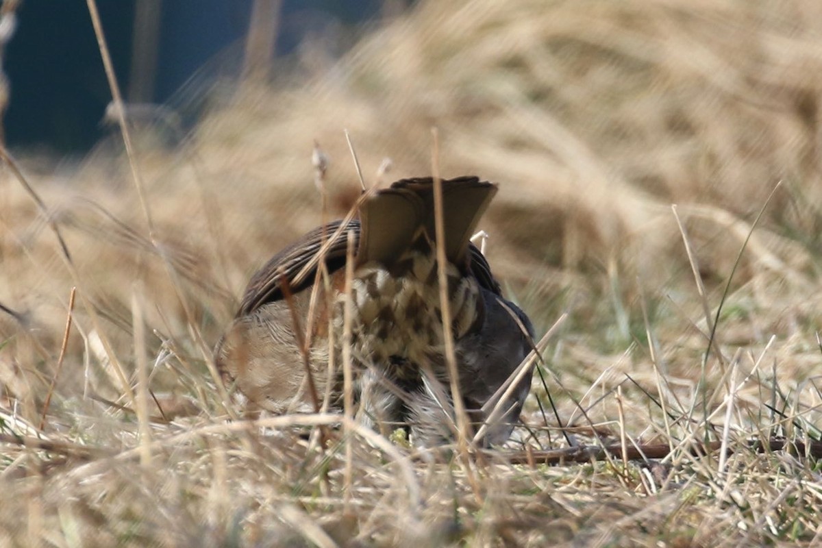 Fox Sparrow (Sooty) - Alvan Buckley