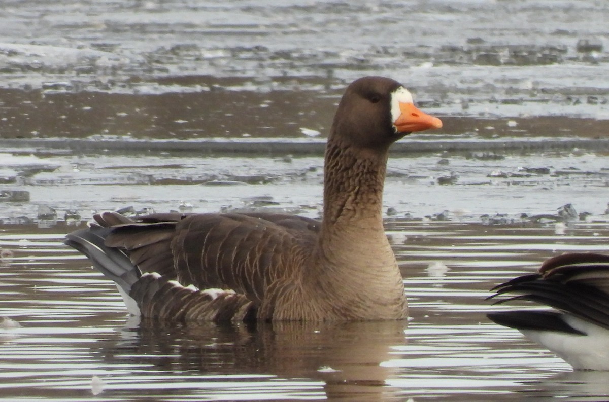 Greater White-fronted Goose - ML430339751