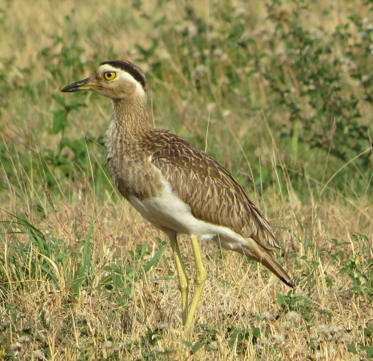 Double-striped Thick-knee - ML430340011