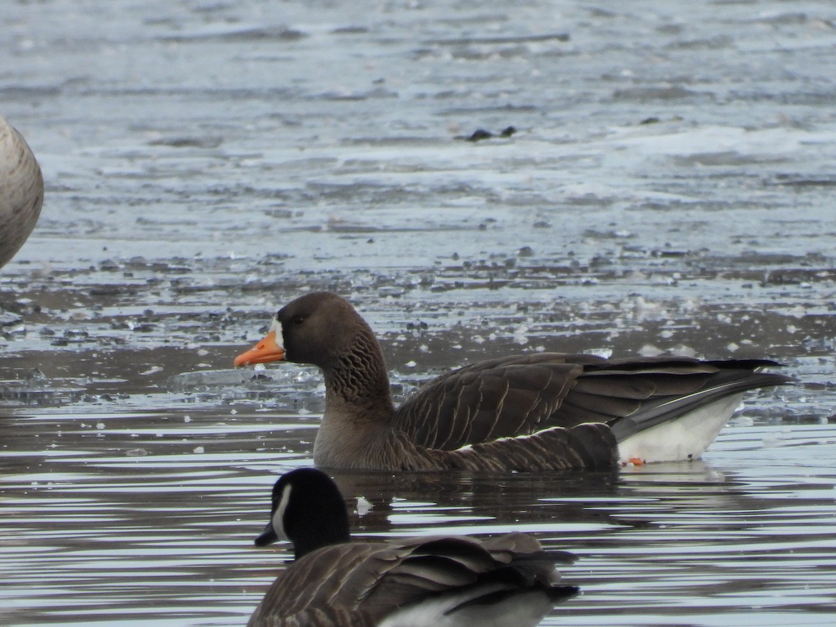 Greater White-fronted Goose - ML430340671