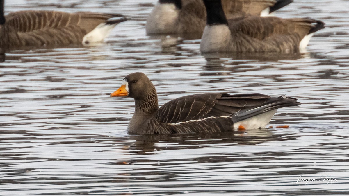 Greater White-fronted Goose - ML430343291