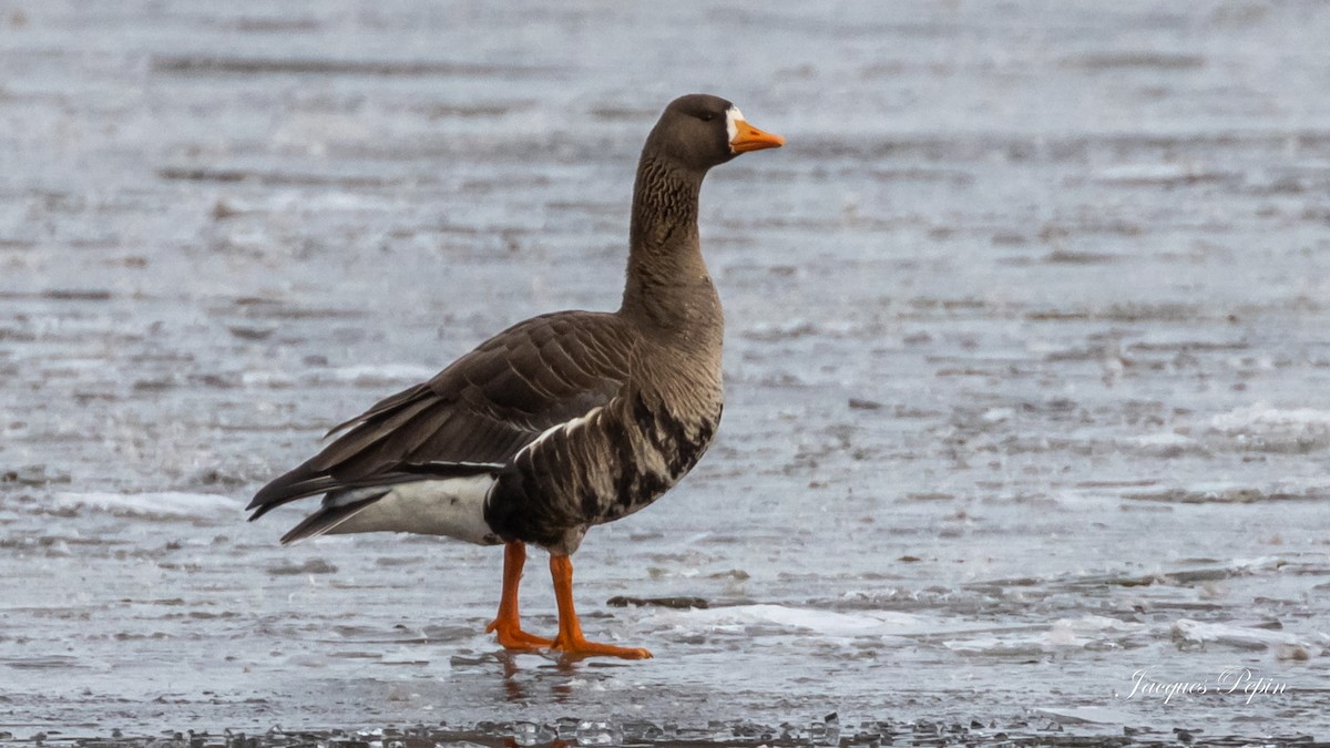 Greater White-fronted Goose - ML430343301