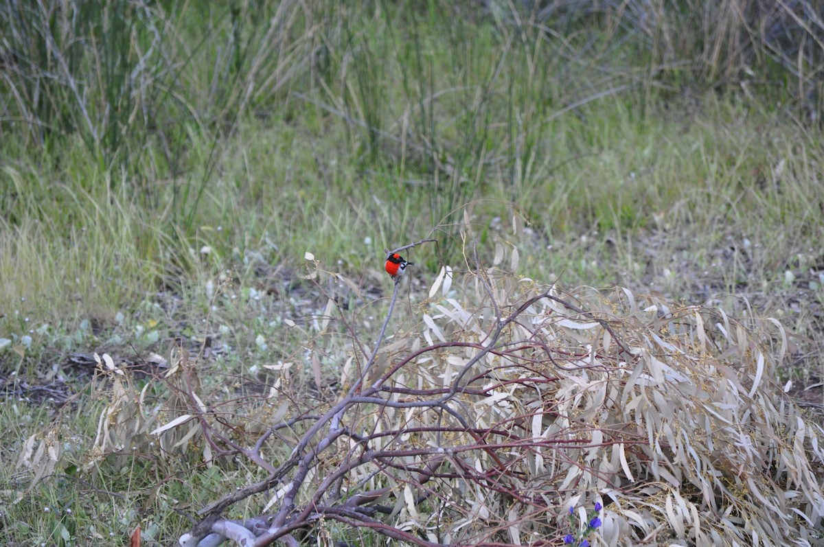 Red-capped Robin - ML430347381