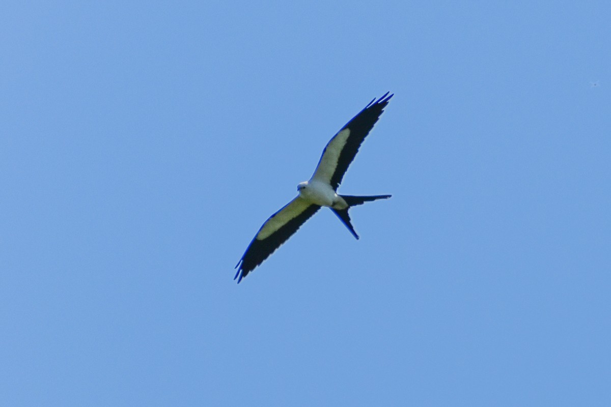 Swallow-tailed Kite - ML430347861
