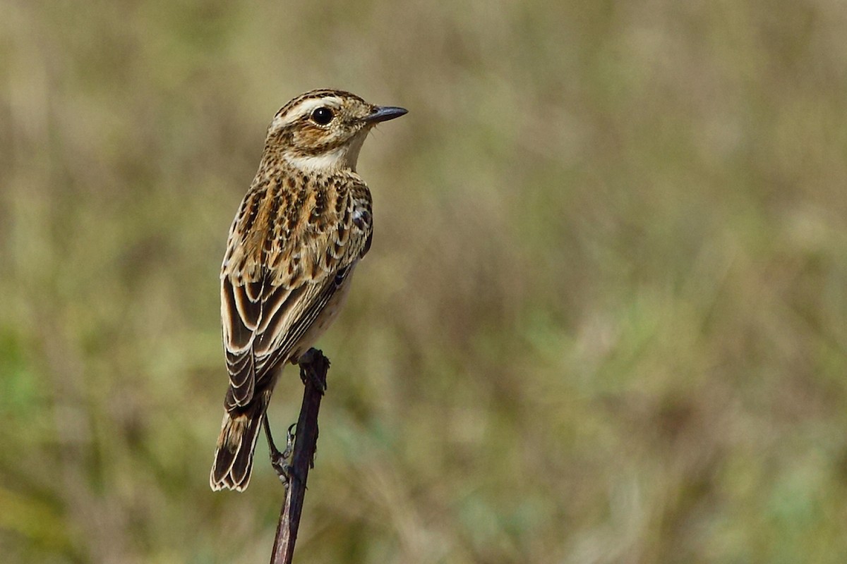 Whinchat - ML43034881