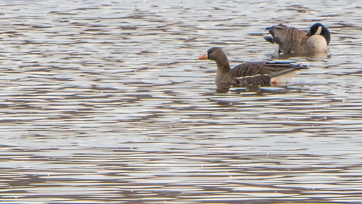 Greater White-fronted Goose - ML430351381