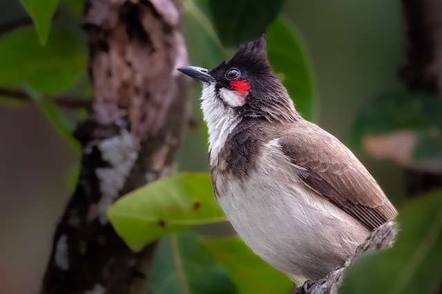 紅耳鵯 Ebird