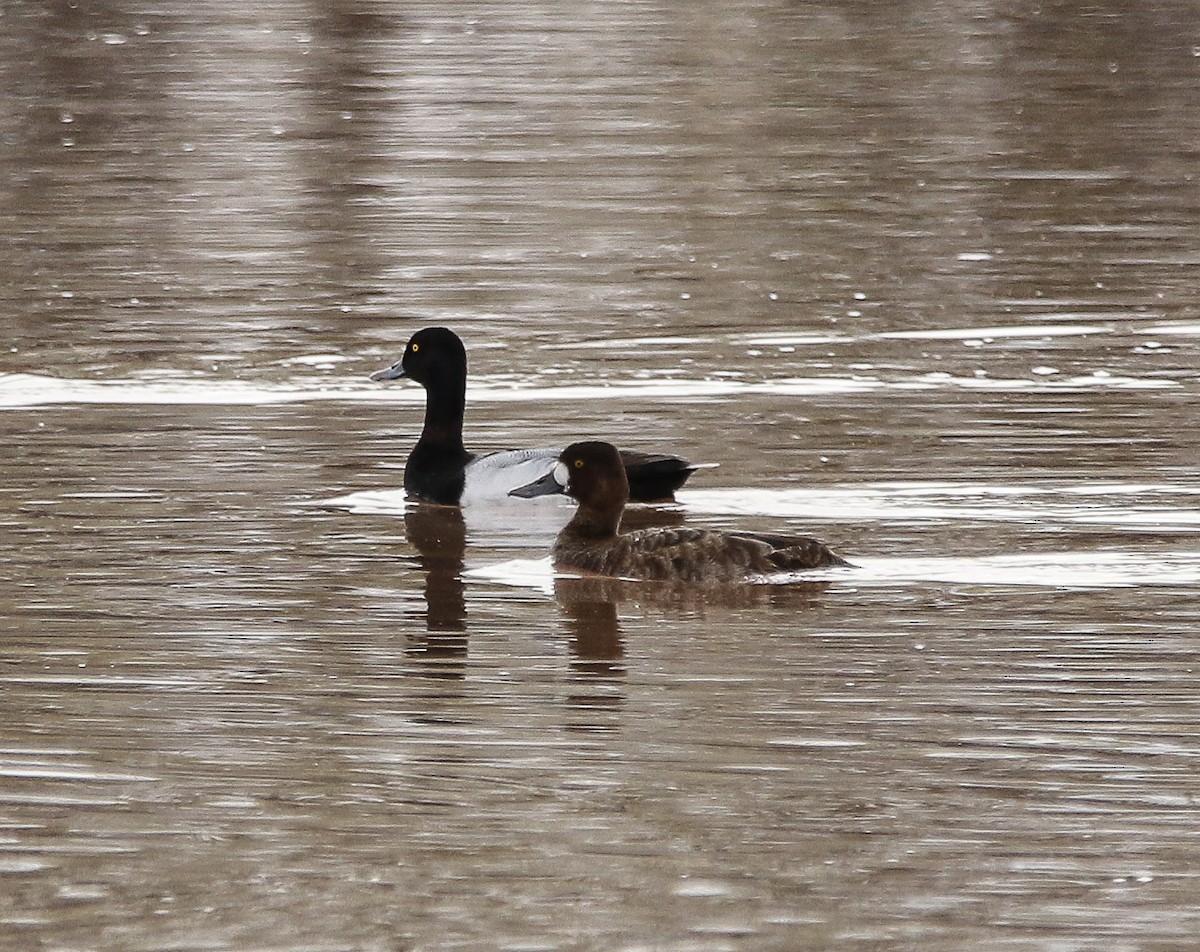 Lesser Scaup - Tom Younkin