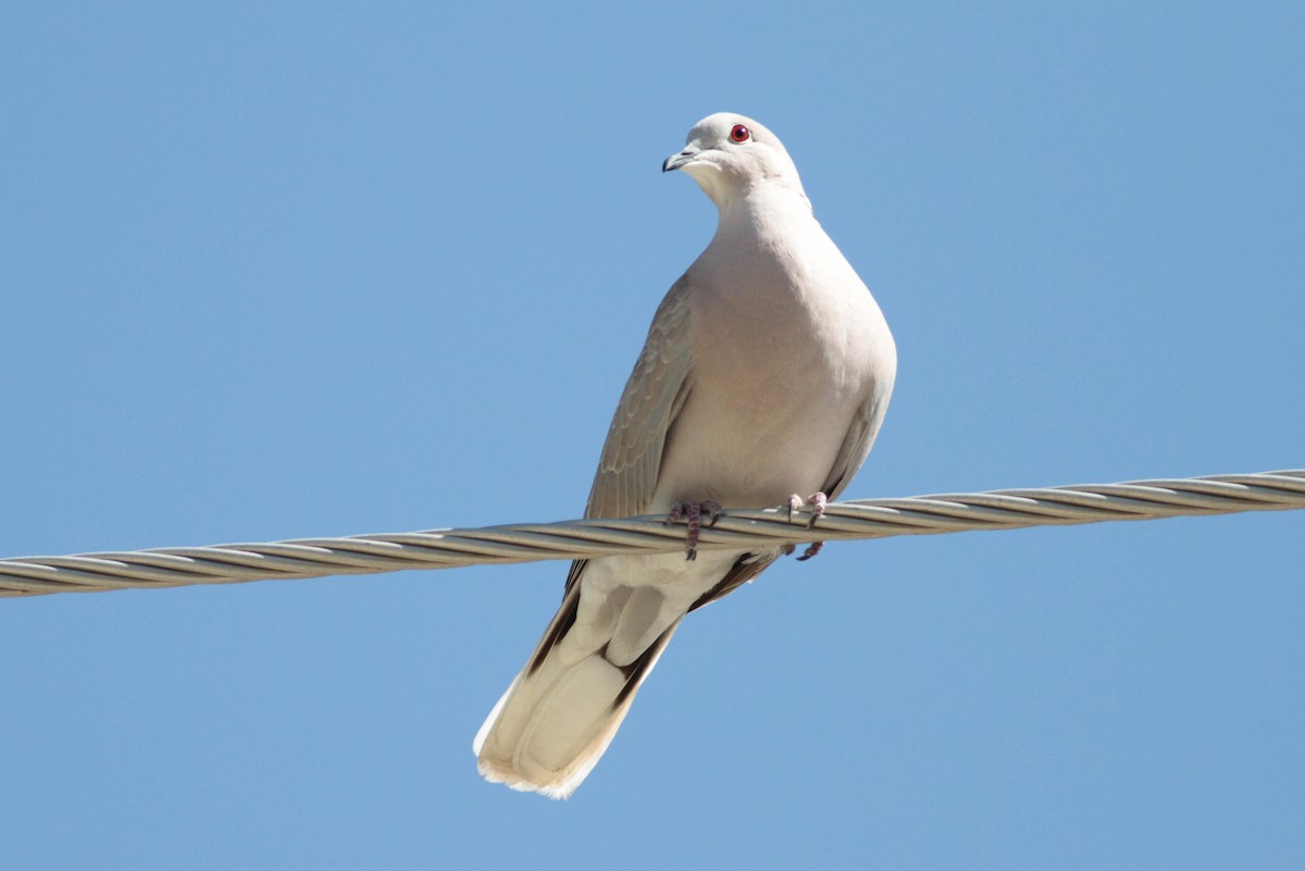 Eurasian Collared-Dove - Marshall Iliff
